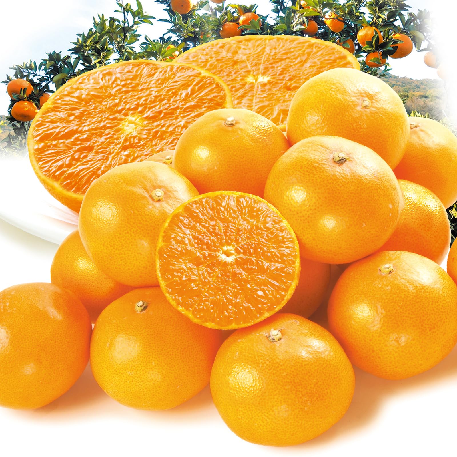 Amazon.co.jp: みかん 5kg せとか ご家庭用 愛媛産 食品 : 食品・飲料